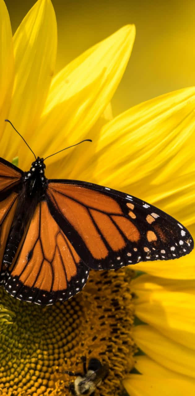 Monarch Butterfly On Yellow Flower Portrait Wallpaper