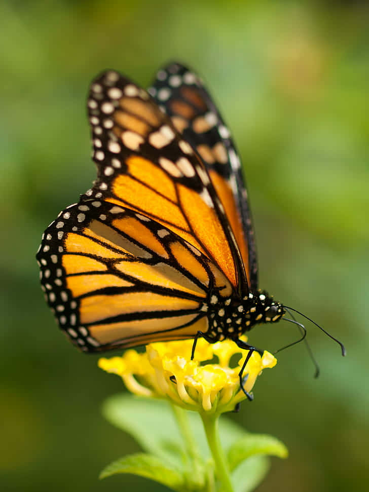 Monarch Butterfly On Yellow Milkweed Wallpaper
