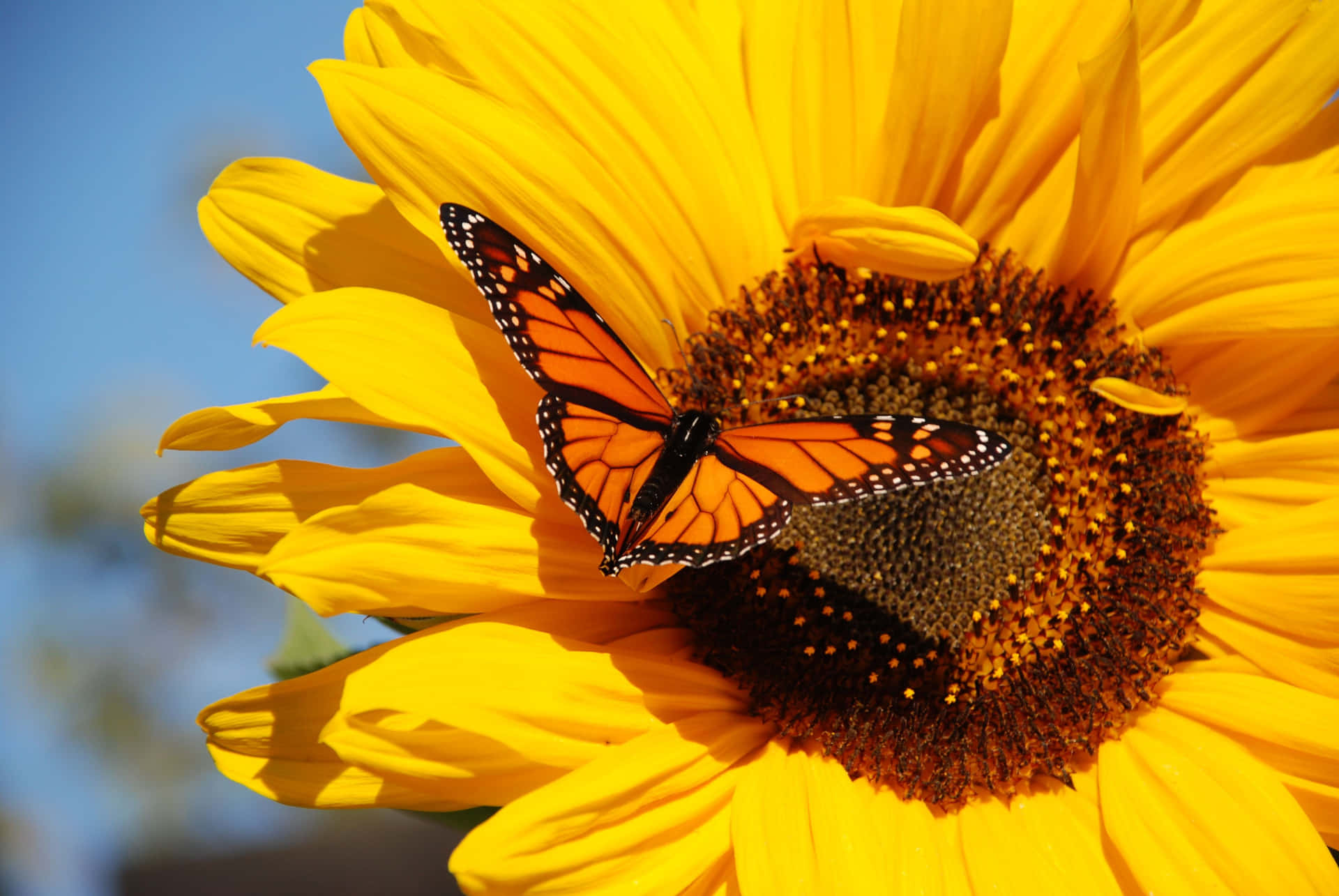Monarch Butterfly On Yellow Sunflower Background