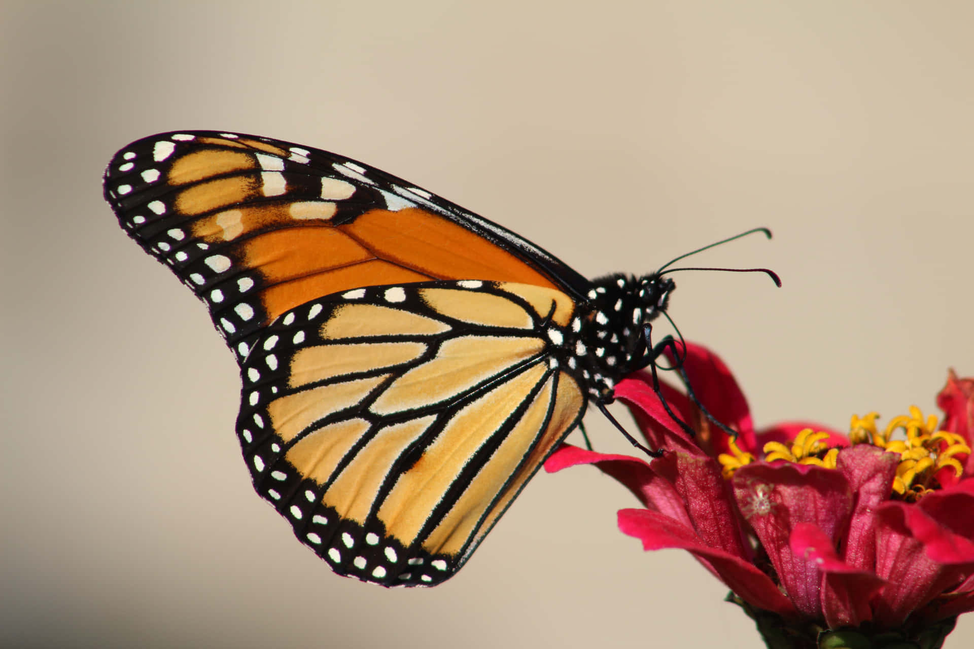 Monarch Butterfly On Zinnia Flower Wallpaper