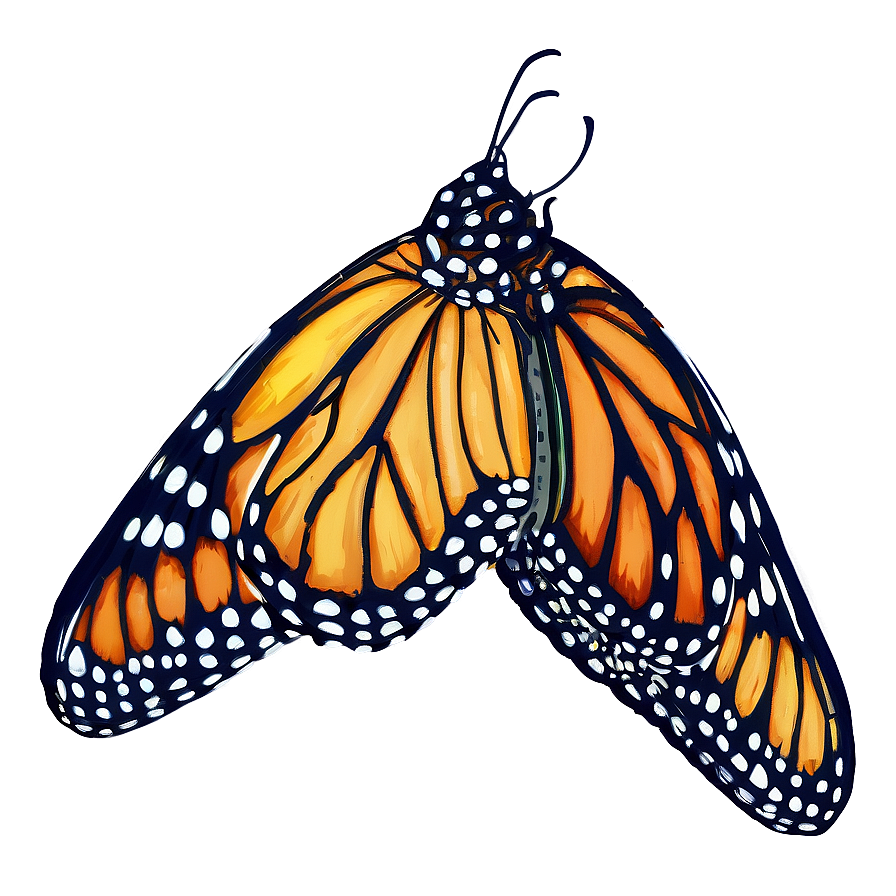 Download Monarch Butterfly Outline Png Yee50 | Wallpapers.com