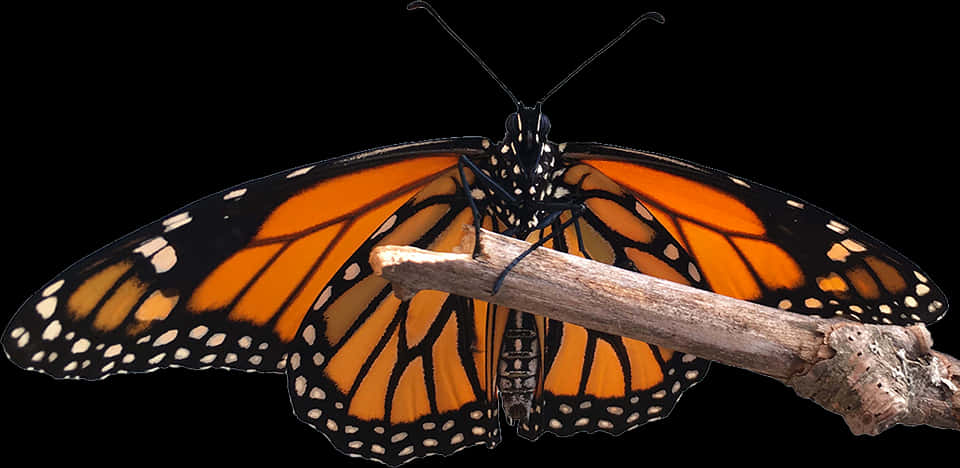 Monarch Butterfly Perchedon Branch PNG