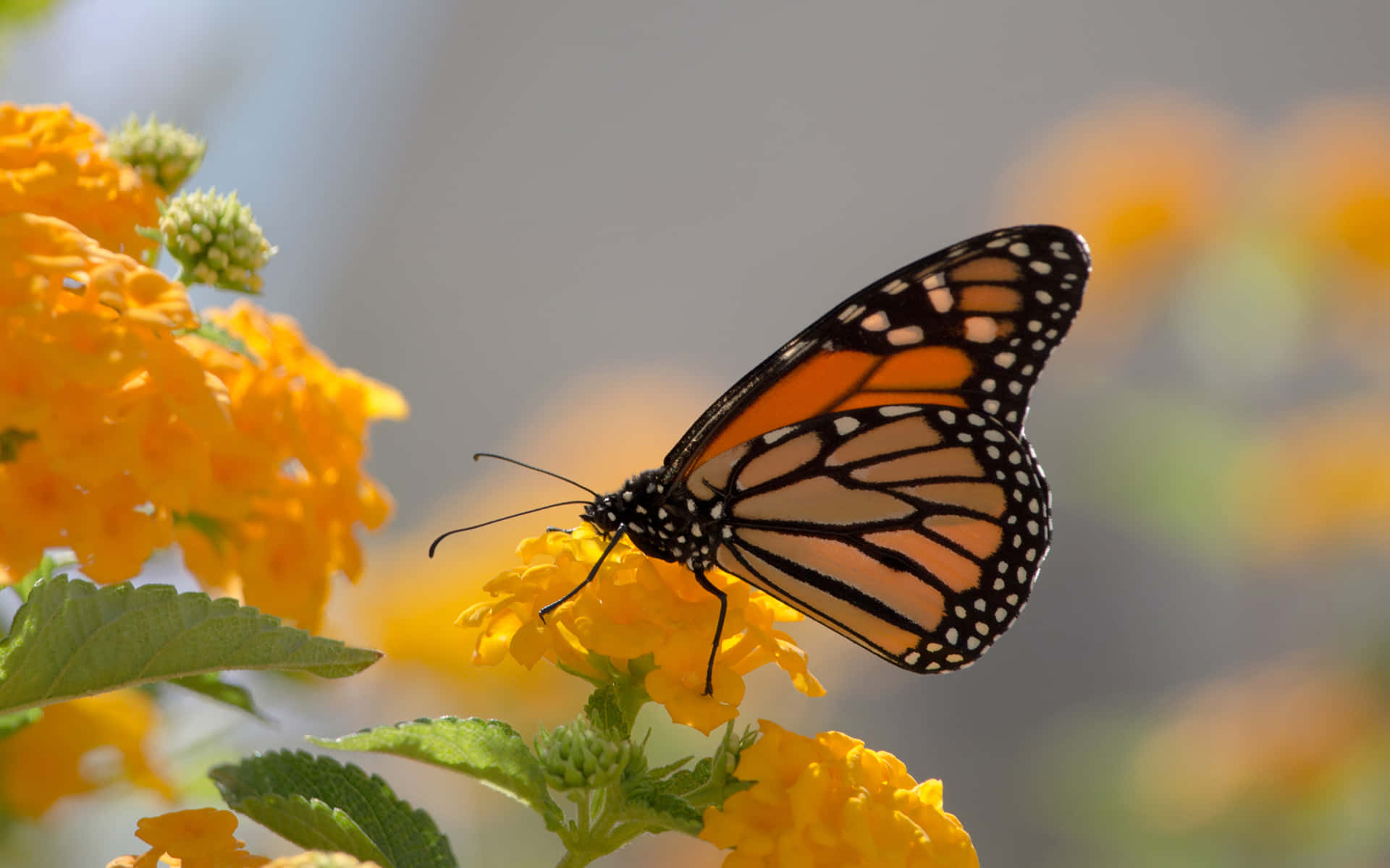 Tapeter Av Monarkfjärilar