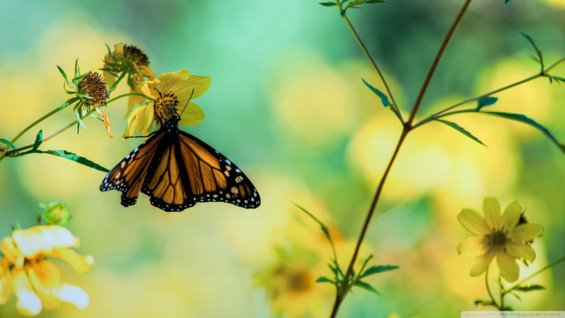 Bellissimafarfalla Monarca