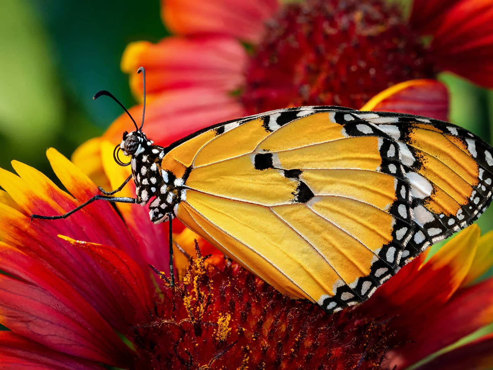 Delicate Monarch Butterfly