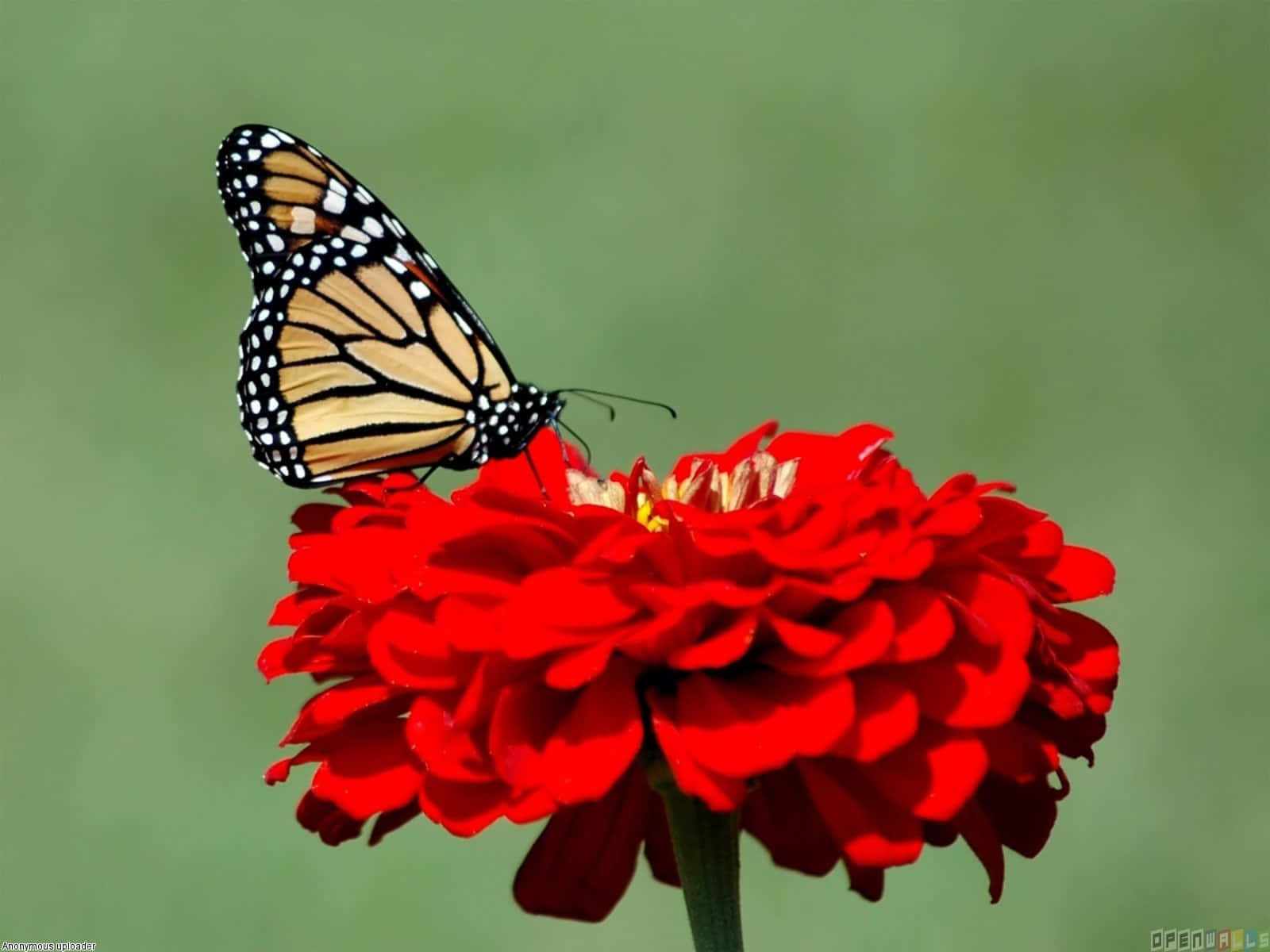 A Monarch Butterfly In Mid-Flight
