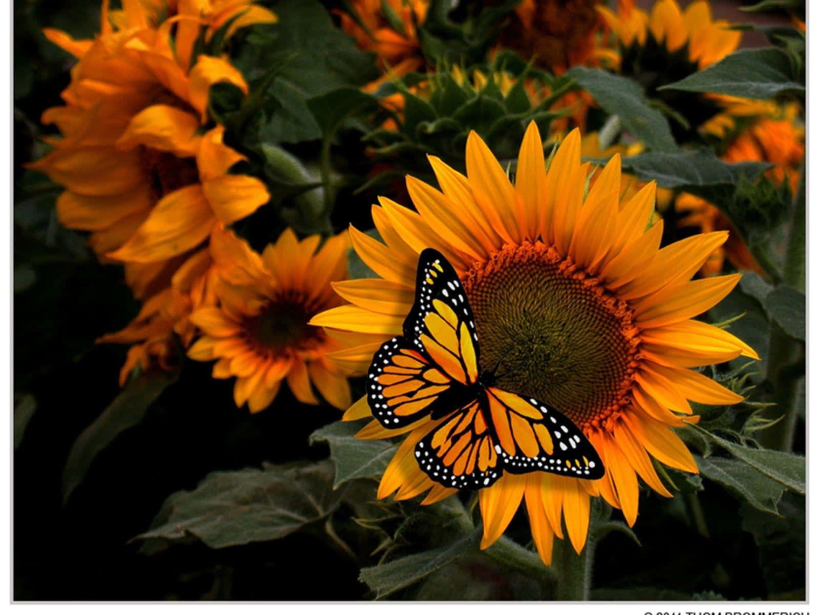 A Monarch Butterfly perched atop a yellow flower