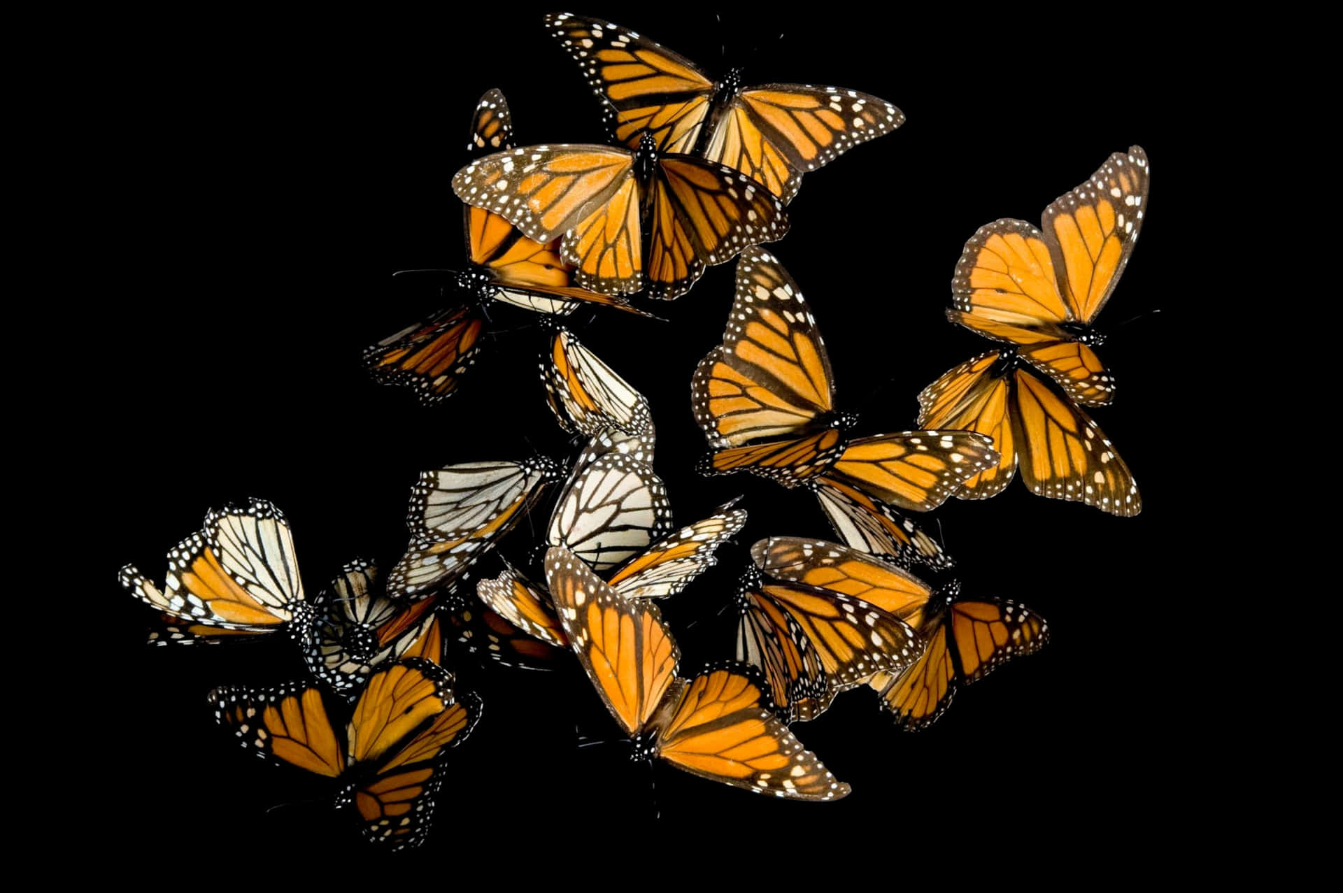 A Group Of Monarch Butterflies Flying In The Air