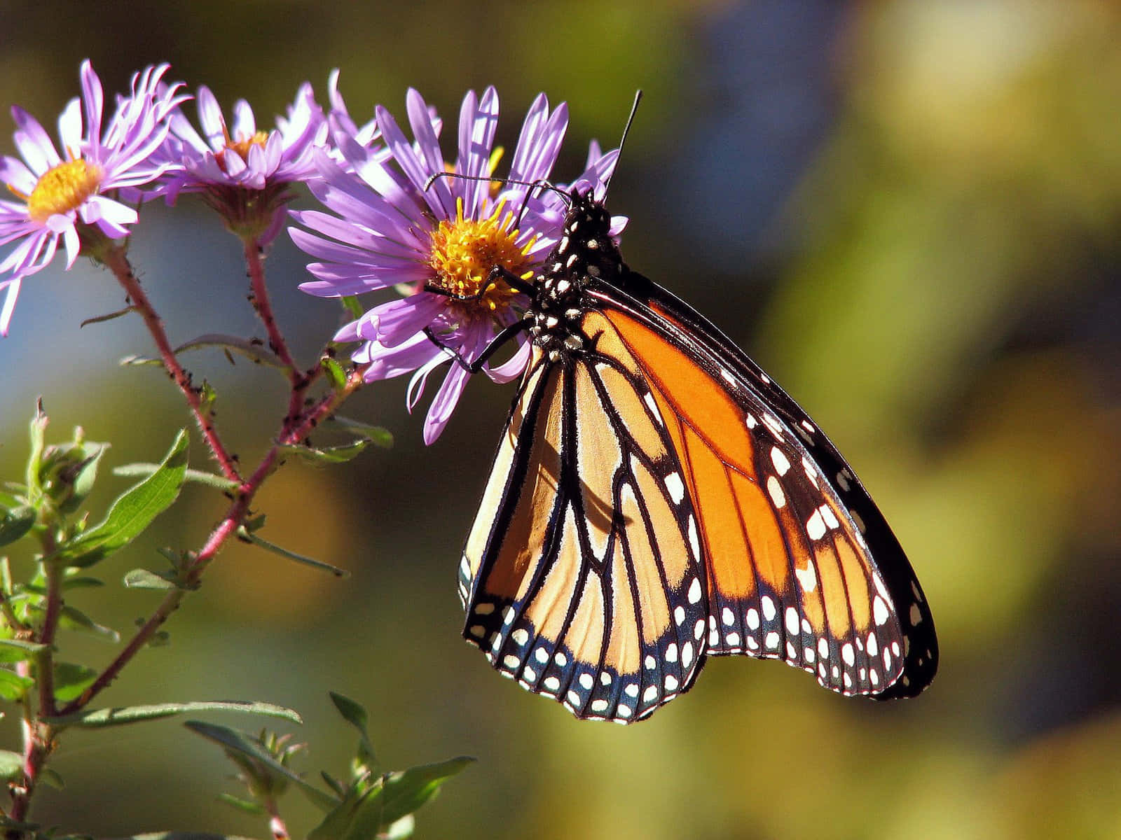 Unafarfalla Monarca Riposa Felicemente Vicino Al Suo Fiore Selvaggio Preferito.