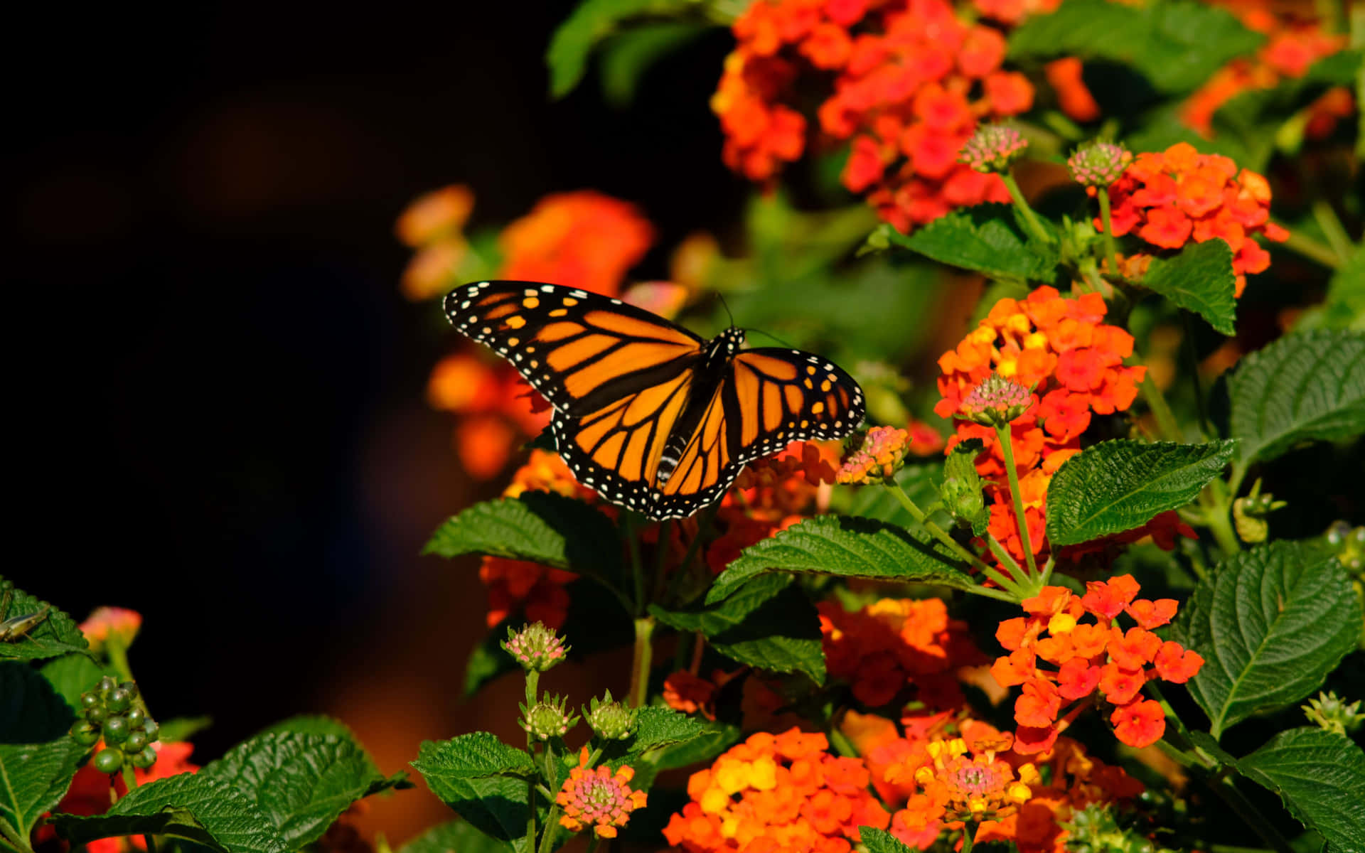 A vibrant monarch butterfly resting on a white daisy flower