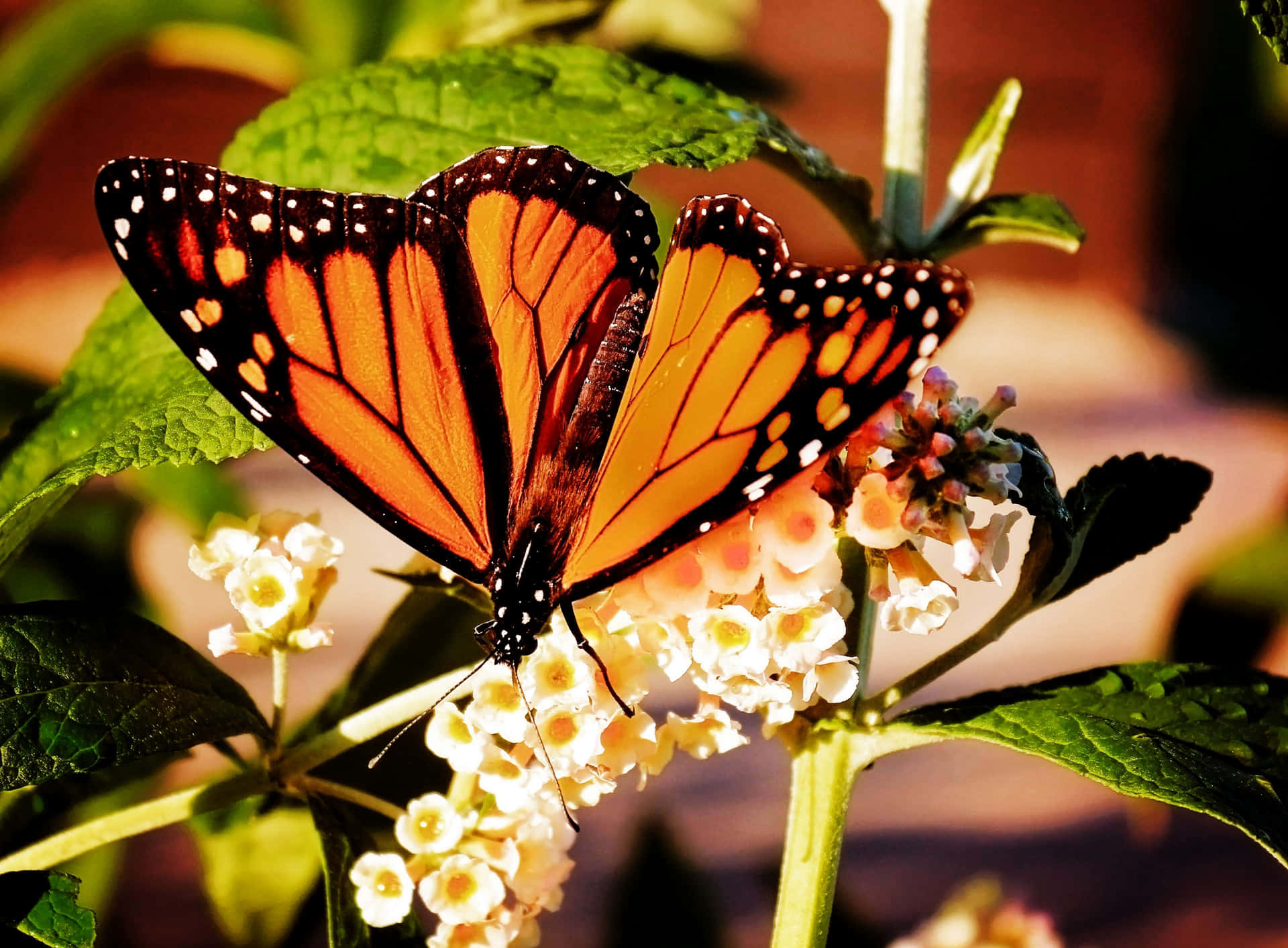 Unafarfalla Monarca È Atterrata Su Un Fiore