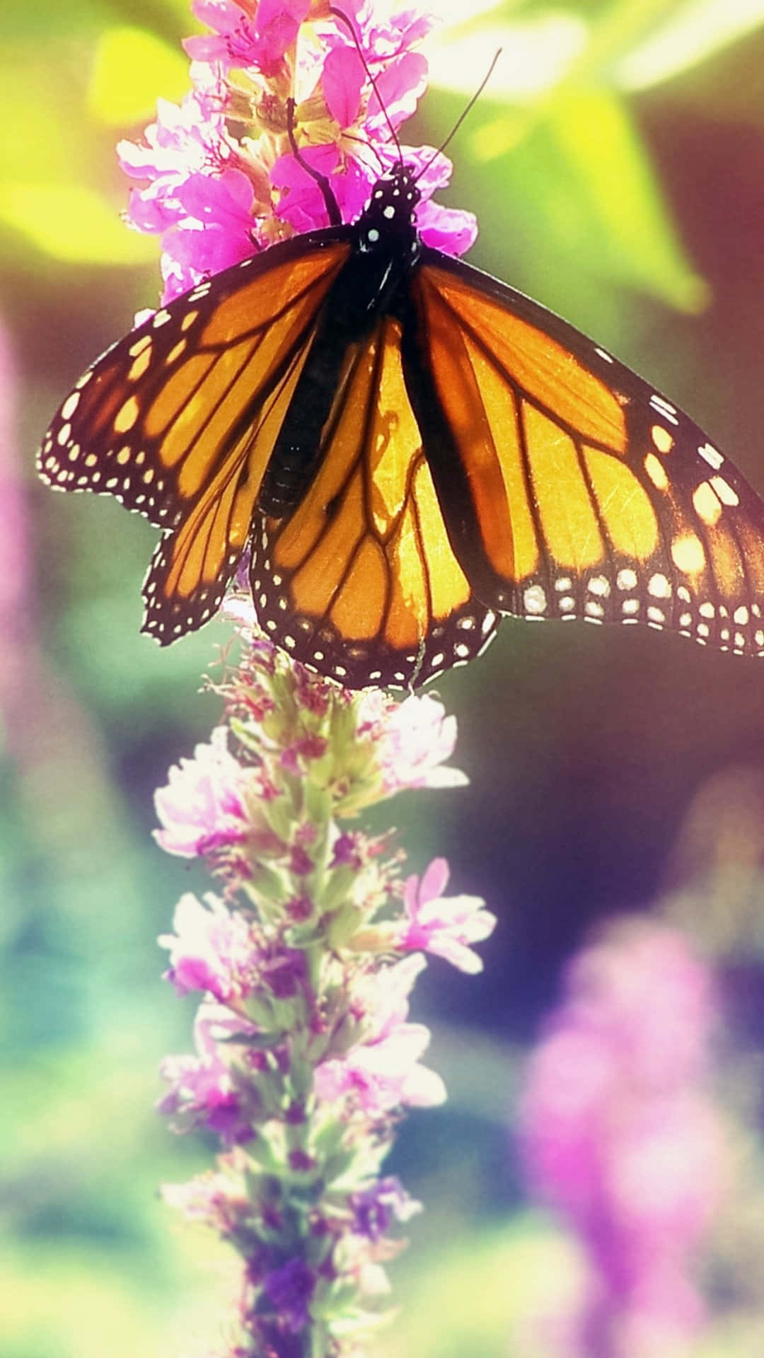 Download Monarch Butterfly Pictures 1080 x 1920 