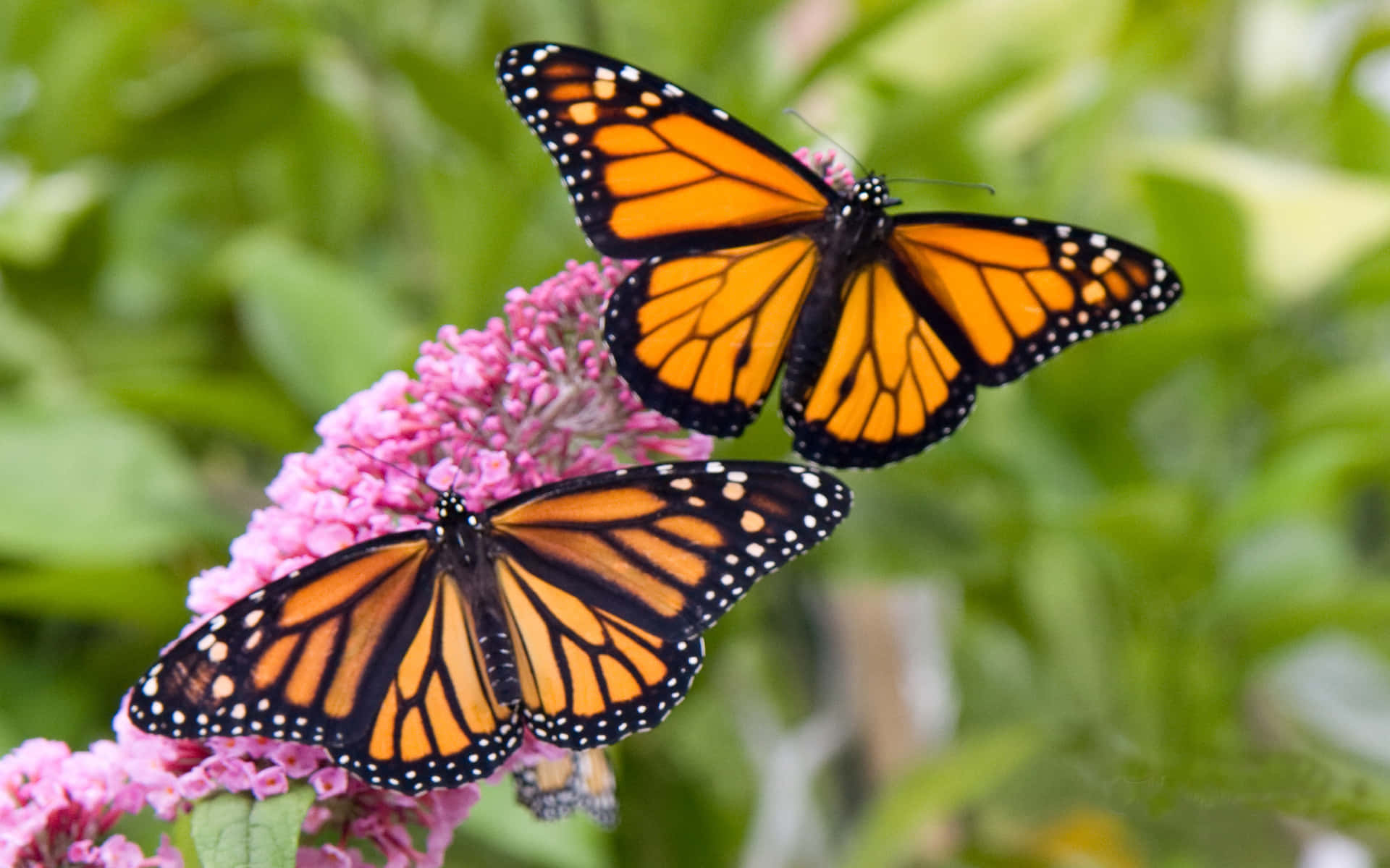 Two Monarch Butterflies On Pink Flowers