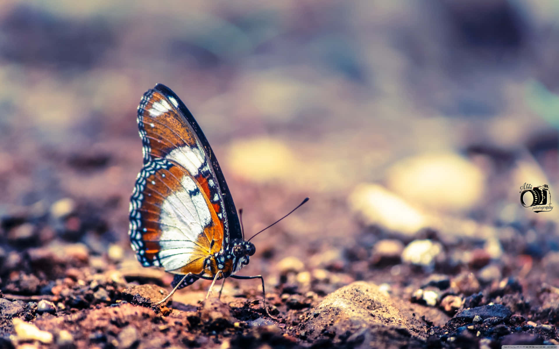 Beauty of Nature - A Monarch Butterfly Taking Flight