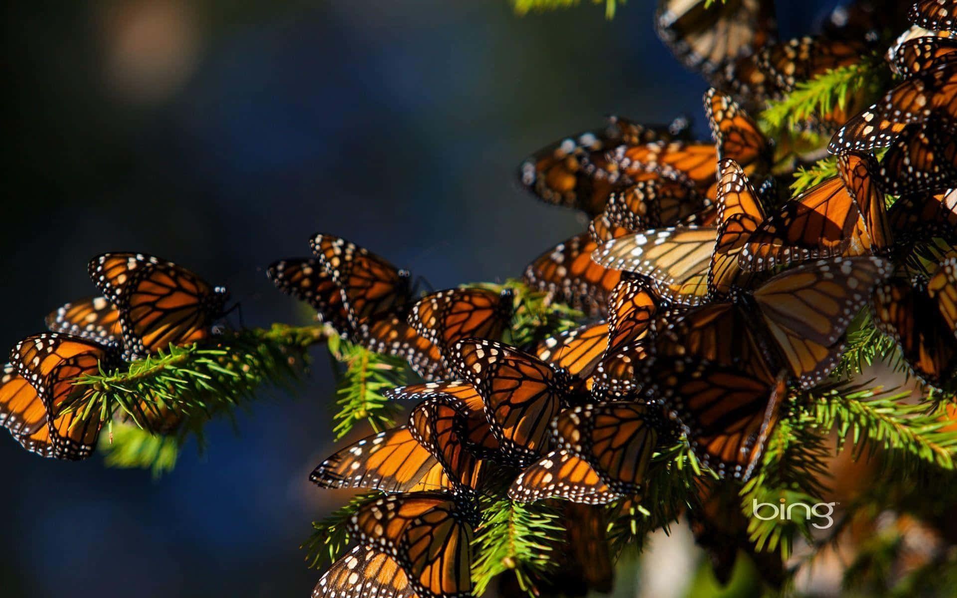 A brilliant monarch butterfly is captured in a macro photograph