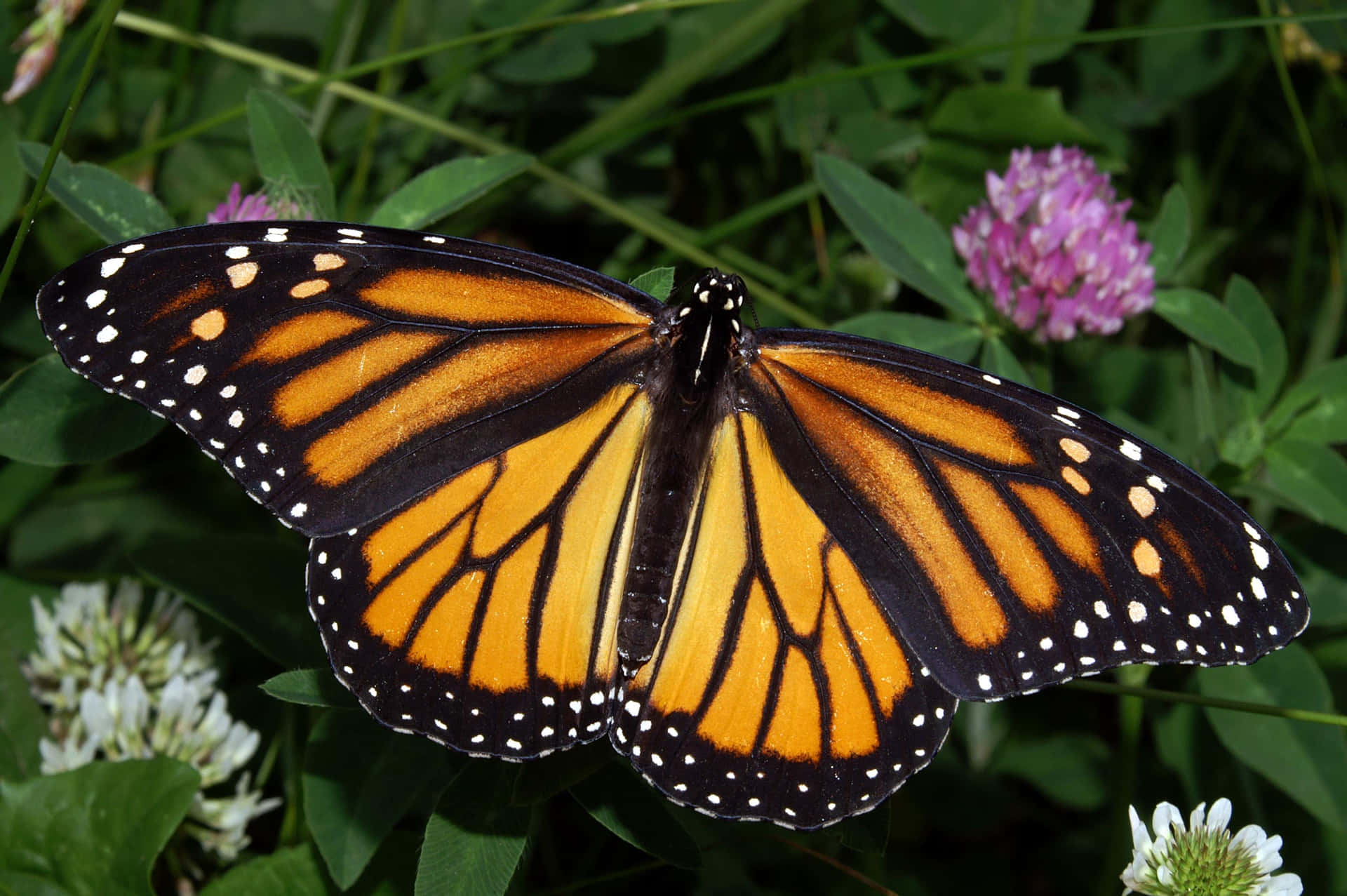 A monarch butterfly perched atop lush blooms