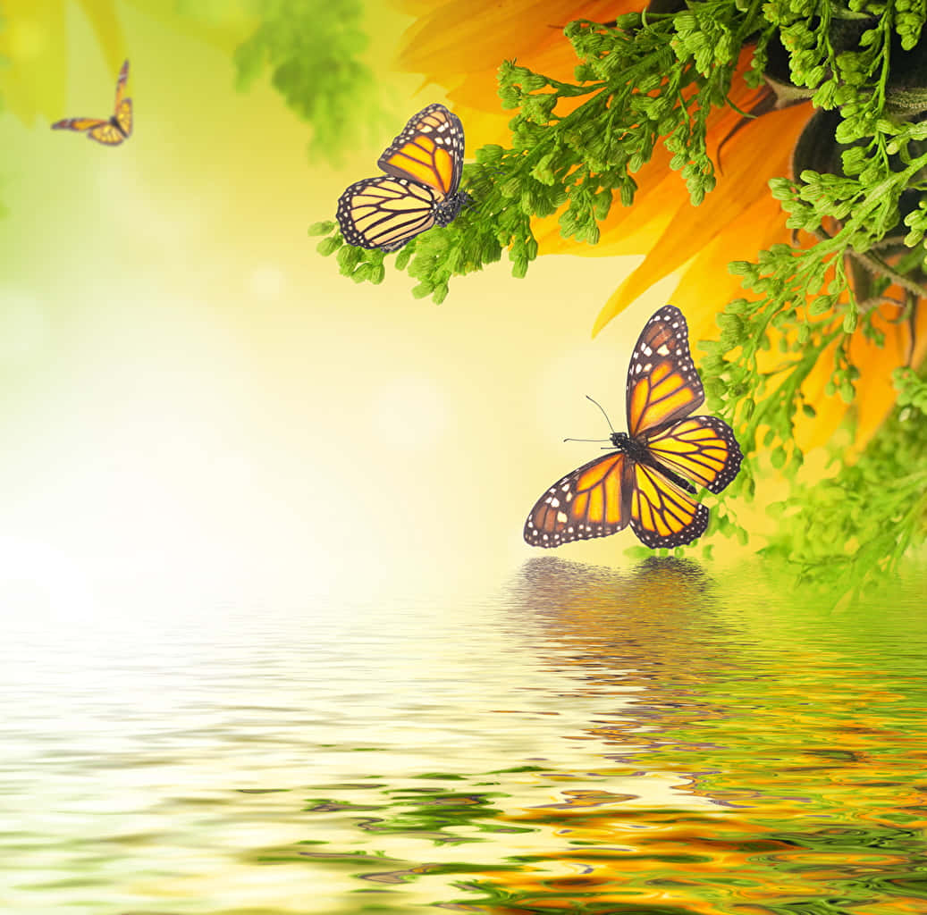 Icolori Vibranti Di Una Farfalla Monarca