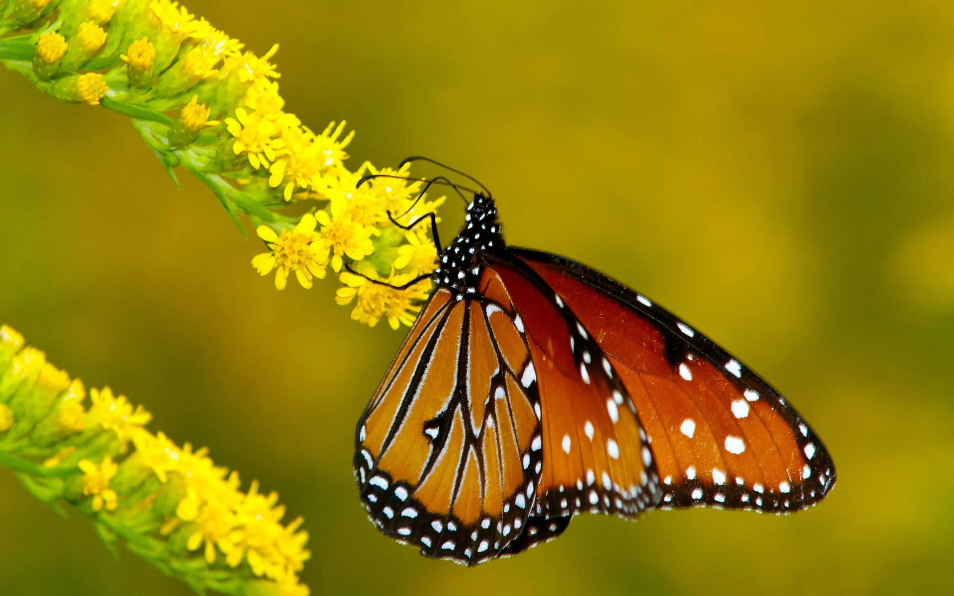 Hermosamariposa Monarca Revoloteando Alrededor De Flores En Un Día De Verano.