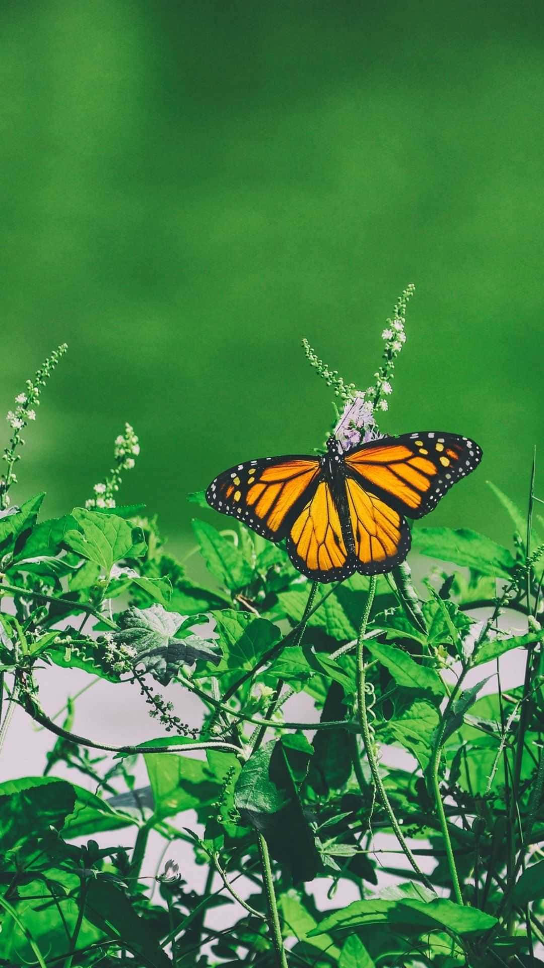 Vibrant Monarch Butterfly Wings