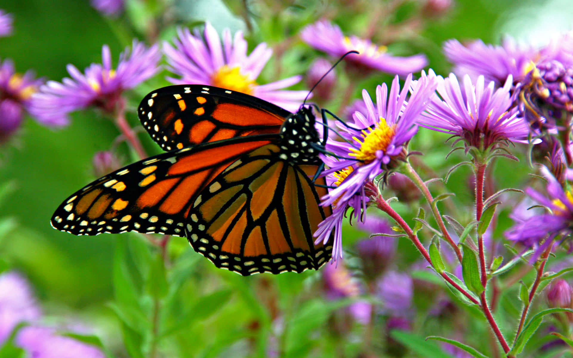 A Colorful Monarch Butterfly