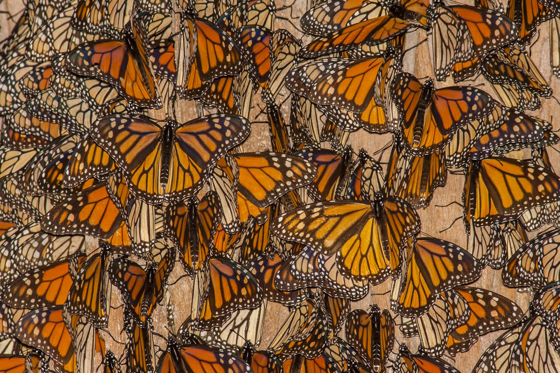 Close up photo of a Monarch Butterfly gracefully resting