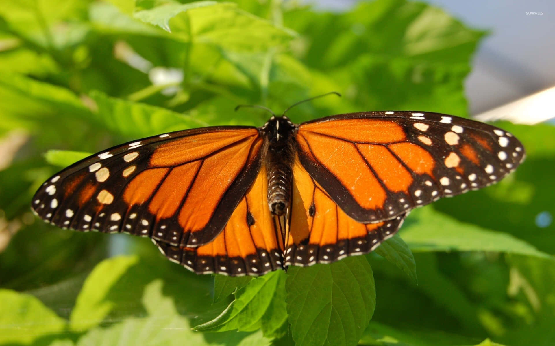 A Monarch Butterfly in all its glory