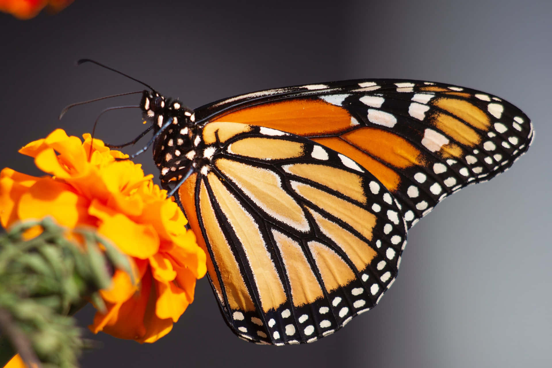 Unacolorata Farfalla Monarca Che Fluttua Contro Un Cielo Azzurro Vivido