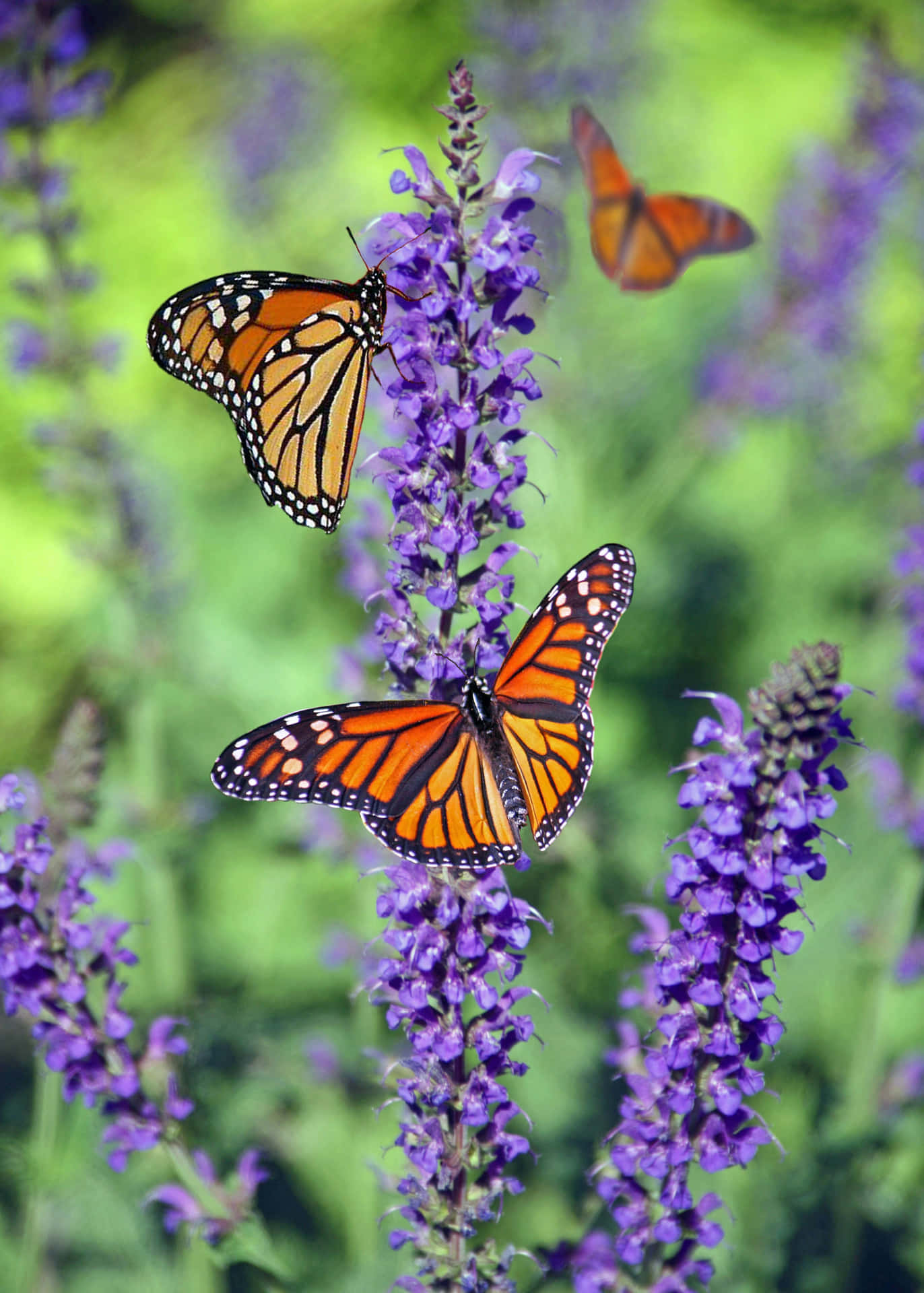 Imagenuna Mariposa Monarca Se Toma Un Momento Para Disfrutar Del Clima Primaveral.