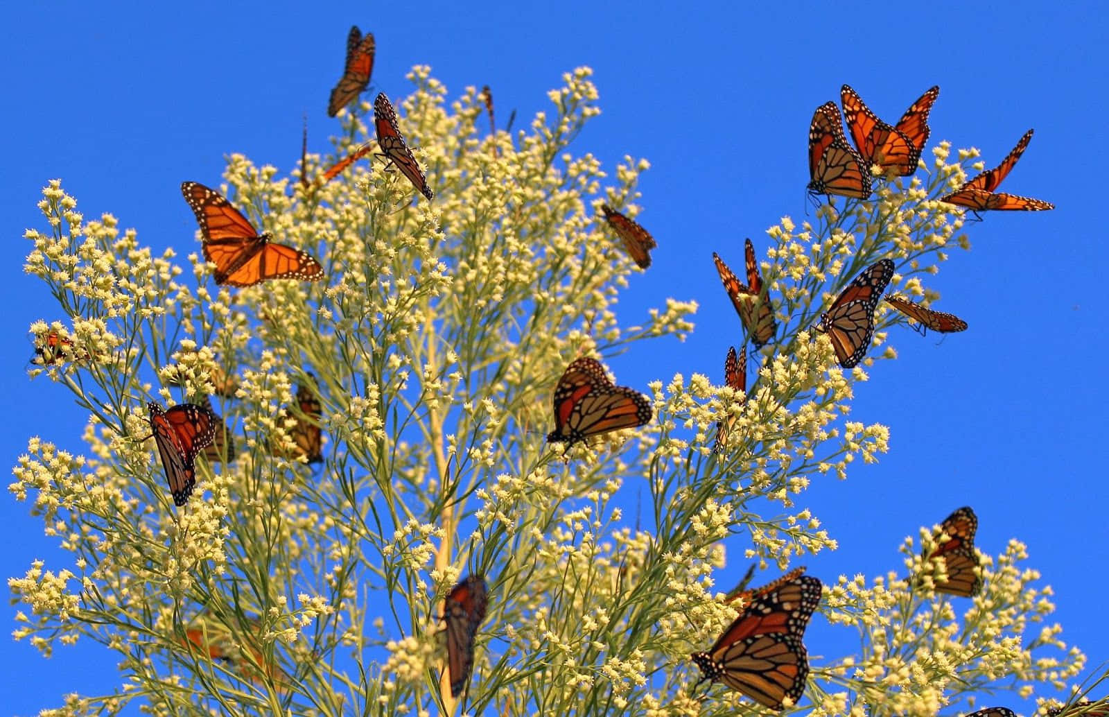 Unafarfalla Monarca È Una Creatura Bellissima E Colorata Che Volteggia Nel Nostro Mondo.