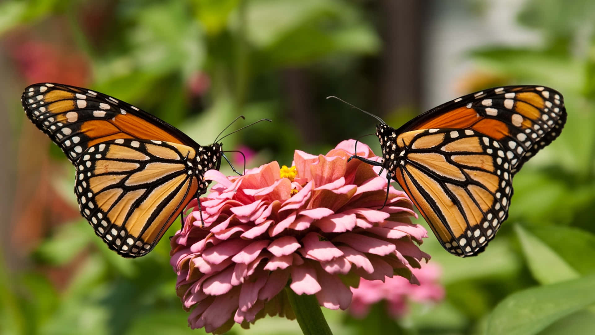 "Behold the majestic monarch butterfly, fluttering gracefully across the meadow."