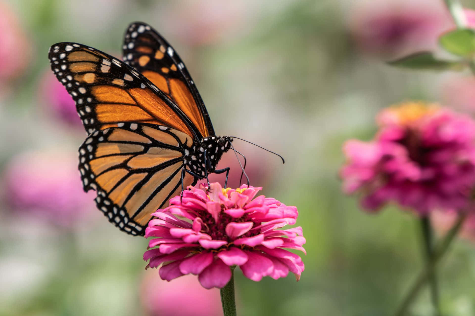 Unamariposa Monarca Volando Sobre Una Flor Morada Vibrante