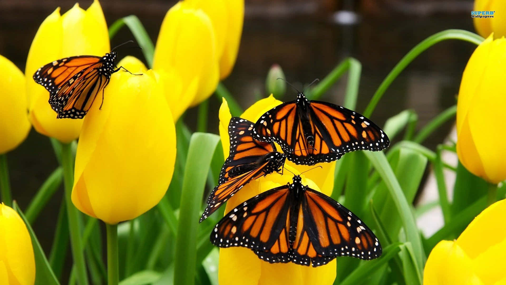 Majestic Monarch Butterfly in Flight