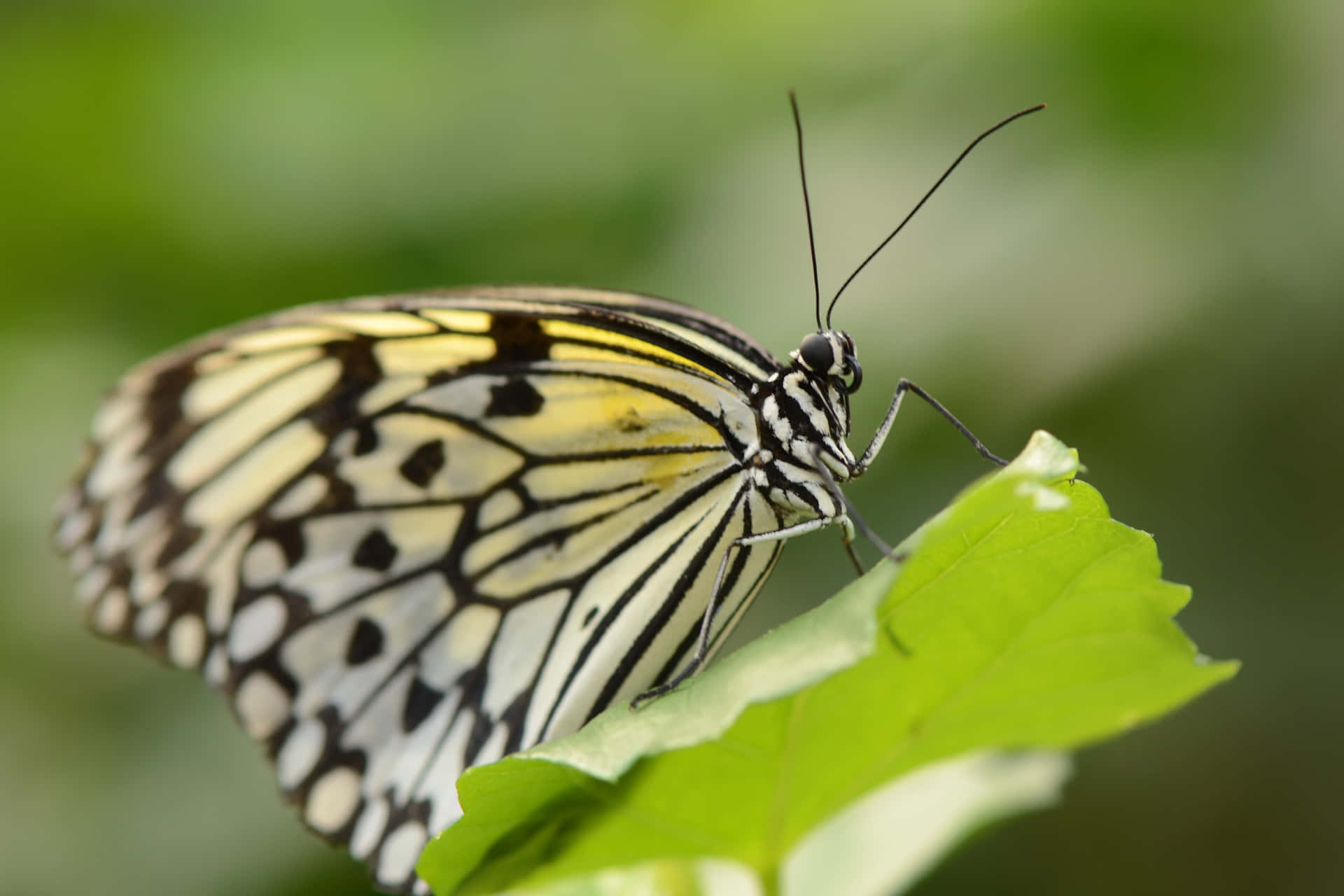 Godendodel Sole Estivo - Una Farfalla Monarca Si Posa Su Un Fiore Selvatico