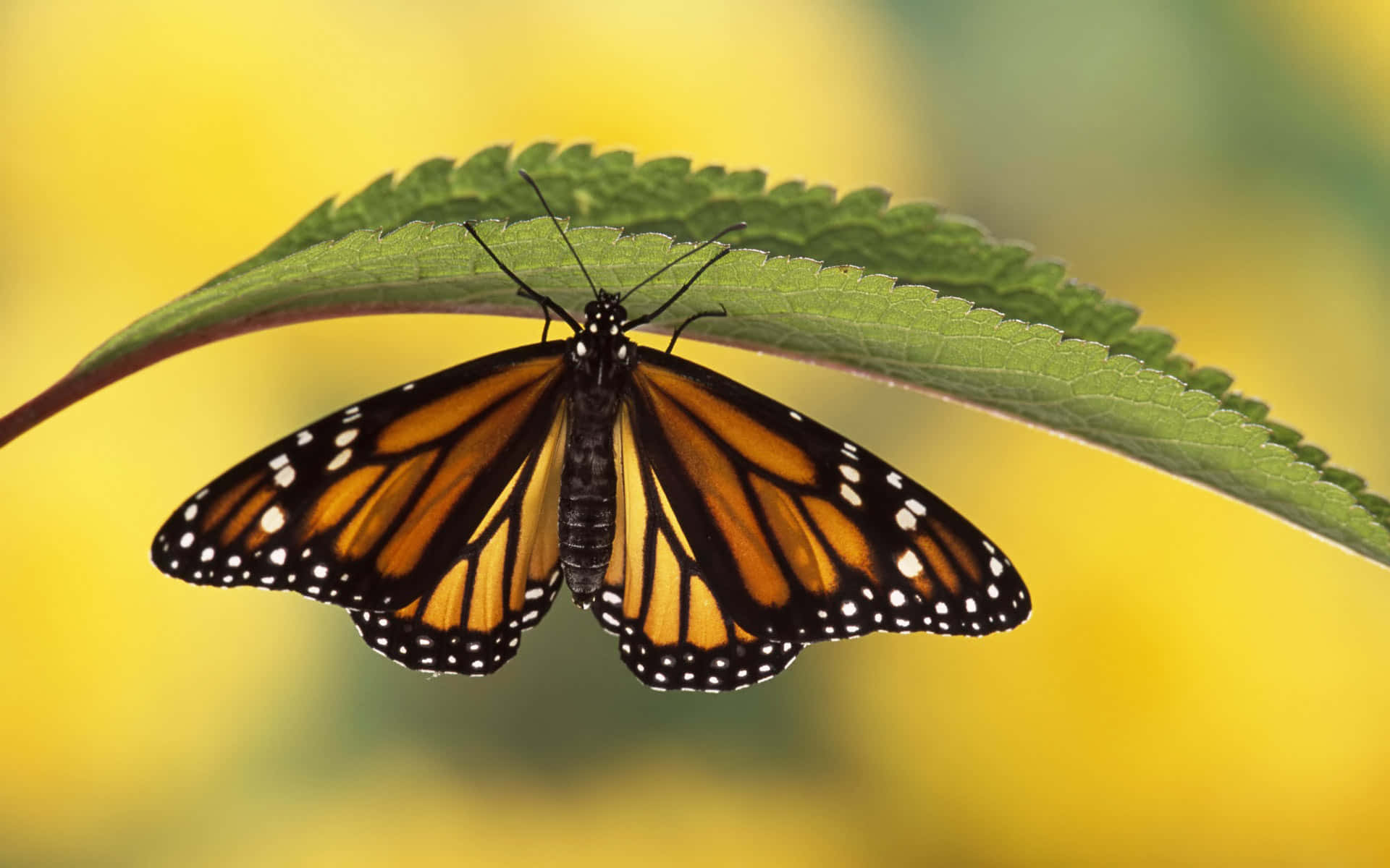 A monarch butterfly resting on a twig