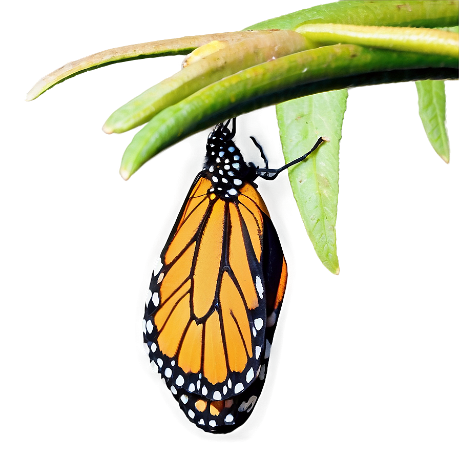 Monarch Butterfly Resting Png Biq PNG