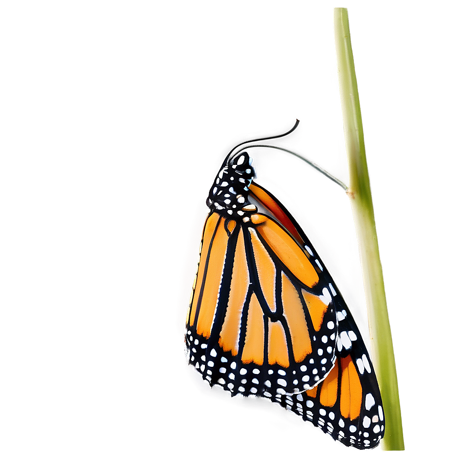 Monarch Butterfly Side View Png Dpk42 PNG