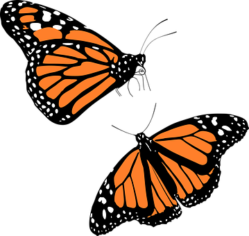 Monarch Butterfly Silhouette PNG