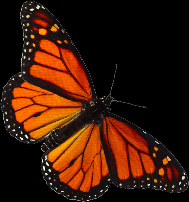 Monarch Butterfly Spread Wings PNG