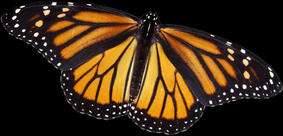 Monarch Butterfly Spread Wings PNG