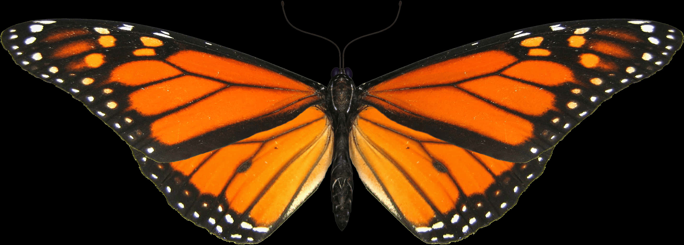 Monarch Butterfly Spread Wings PNG