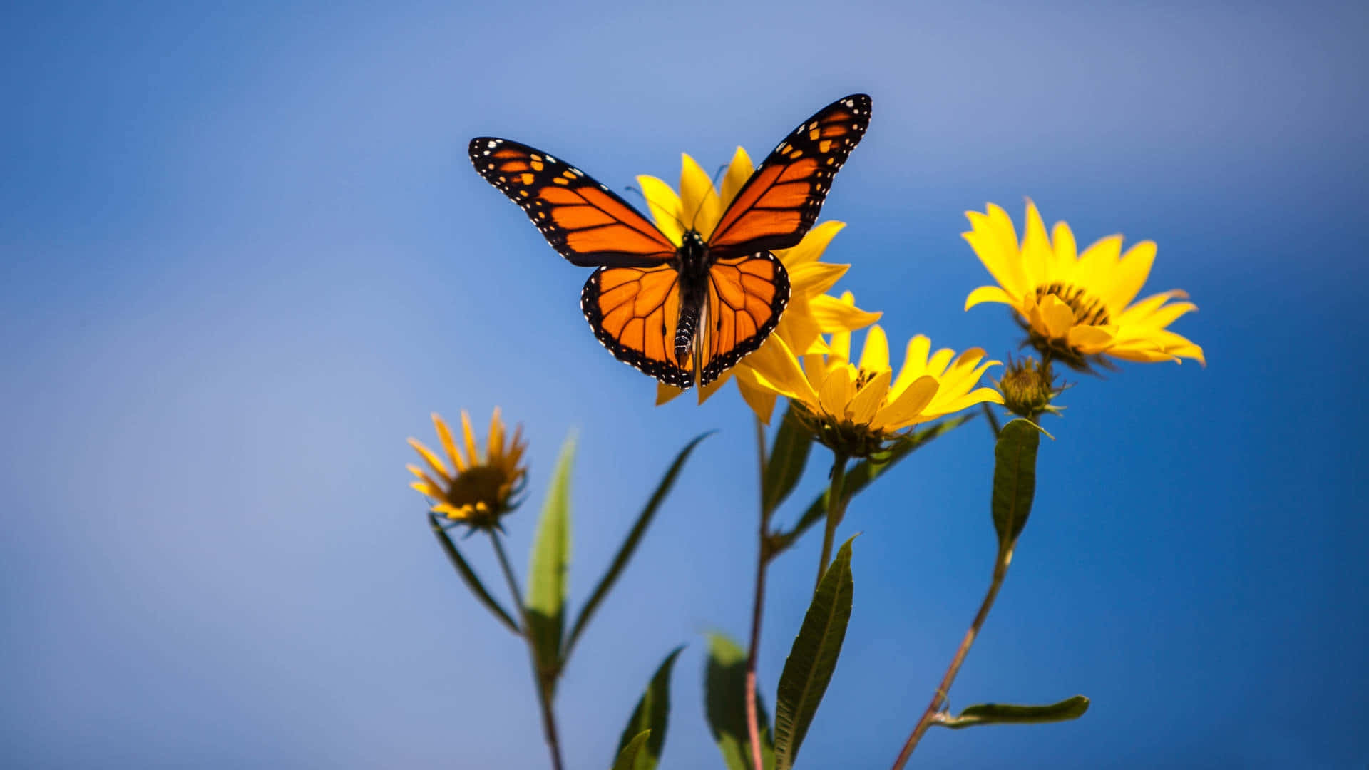 Monarch Butterfly Sunflower Sky Wallpaper