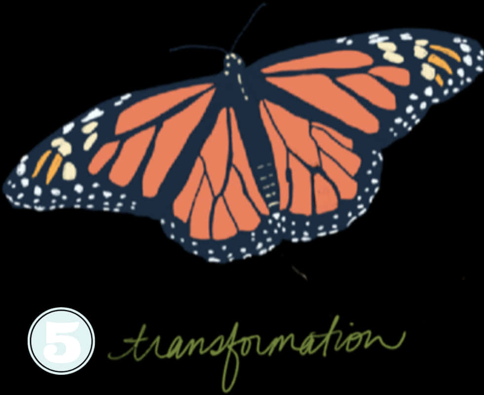 Monarch Butterfly Transformation PNG
