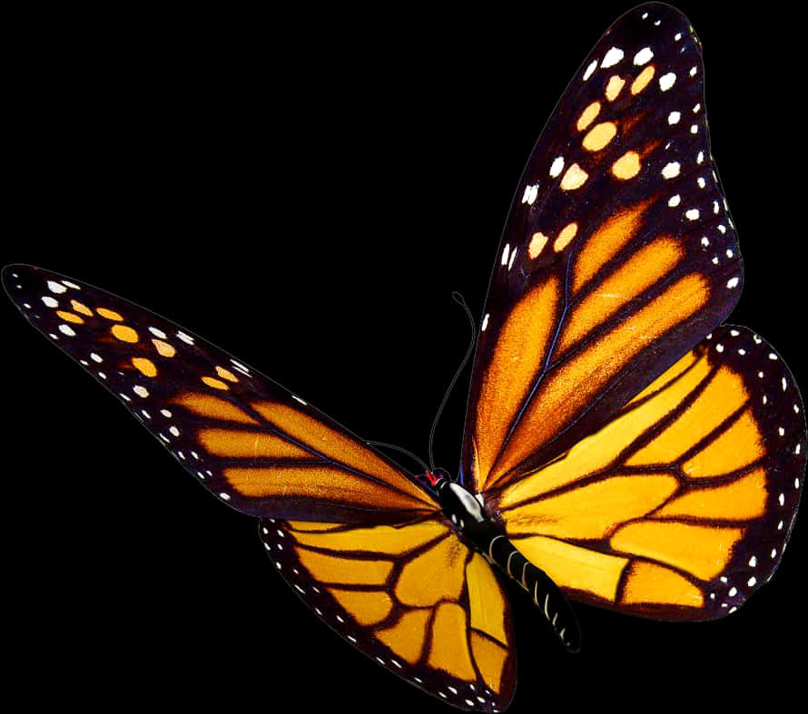 Monarch Butterfly Transparent Background PNG