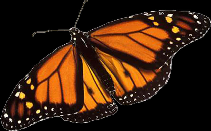 Monarch Butterfly Transparent Background PNG