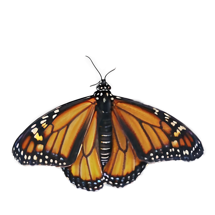 Download Monarch Butterfly Transparent Png 05252024 | Wallpapers.com