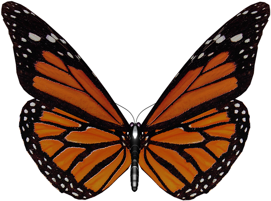 Monarch Butterfly Wings Spread PNG