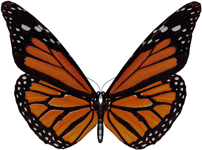 Download Monarch Butterfly Wings Spread | Wallpapers.com