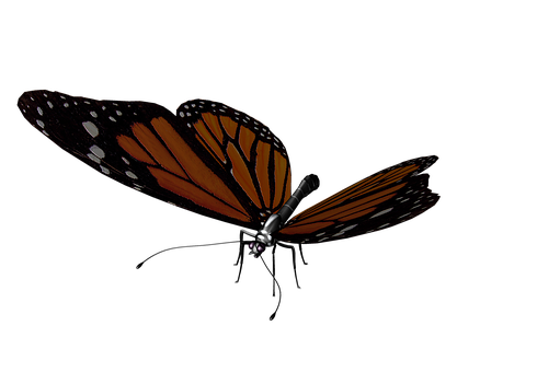 Monarch Butterflyon Black Background.jpg PNG
