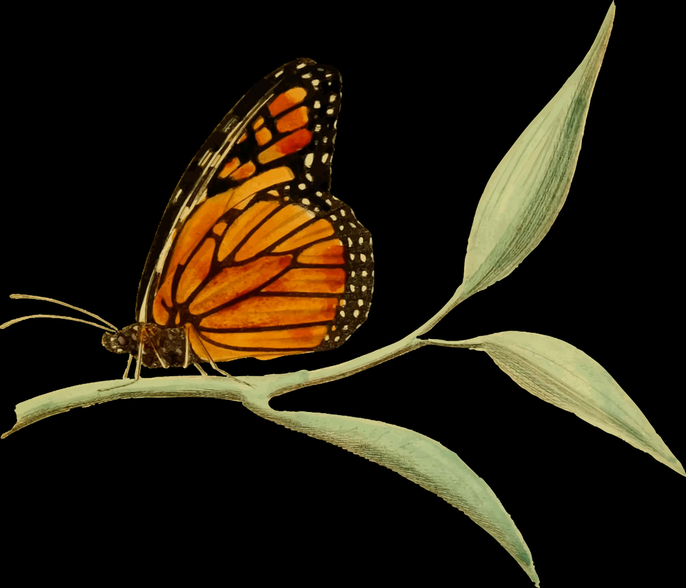 Monarch Butterflyon Plant Illustration PNG