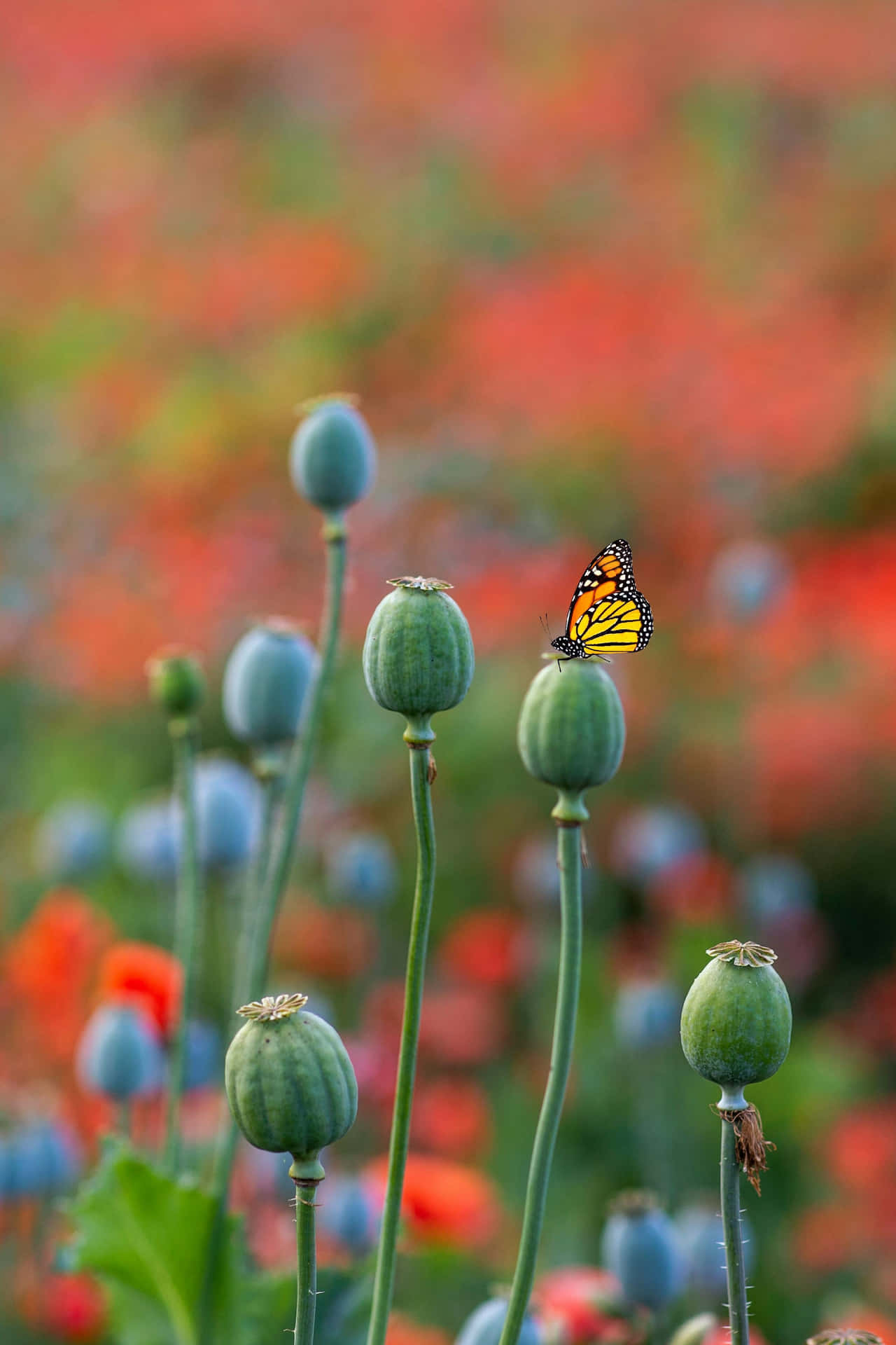 Monarch Butterflyon Poppy Pods.jpg Wallpaper
